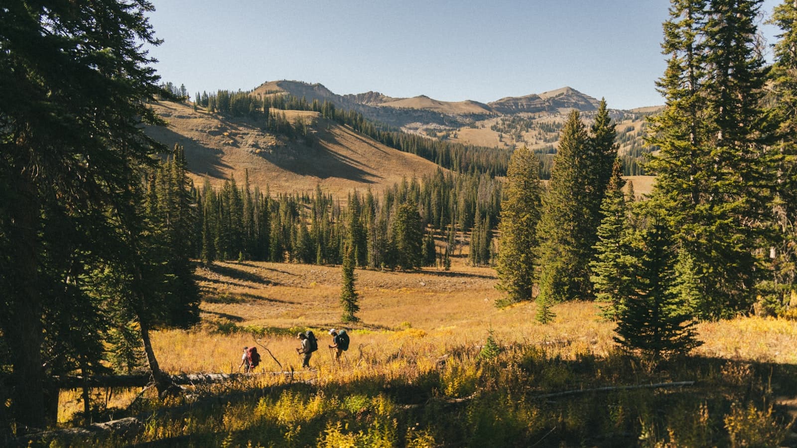 Best Trekking Poles - How to Choose for Hiking and Backpacking