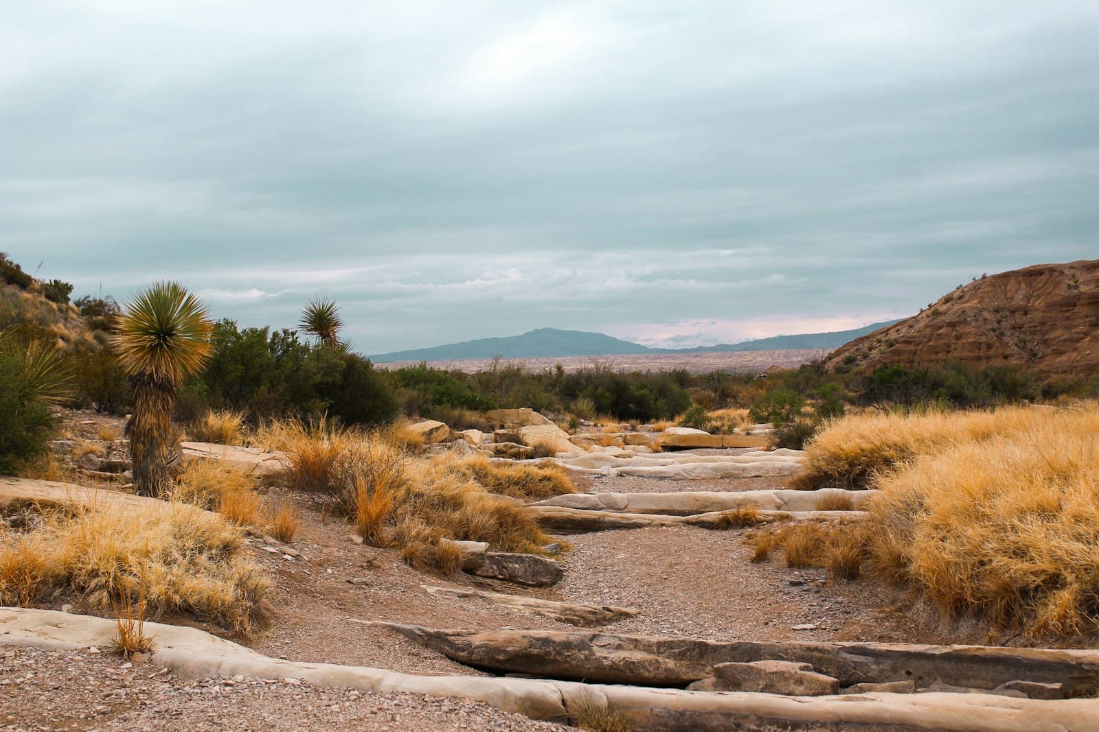 Big Bend National Park Camping: The Complete 2026 Guide