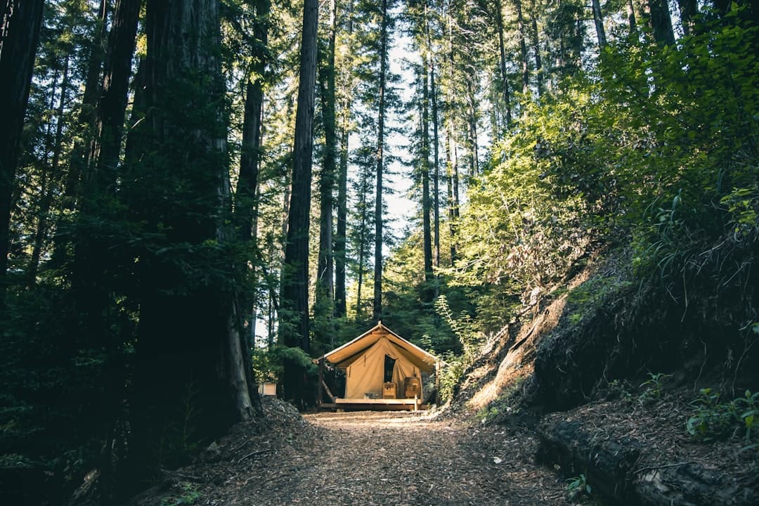 Big Sur State Park Camping: The Complete 2026 Guide