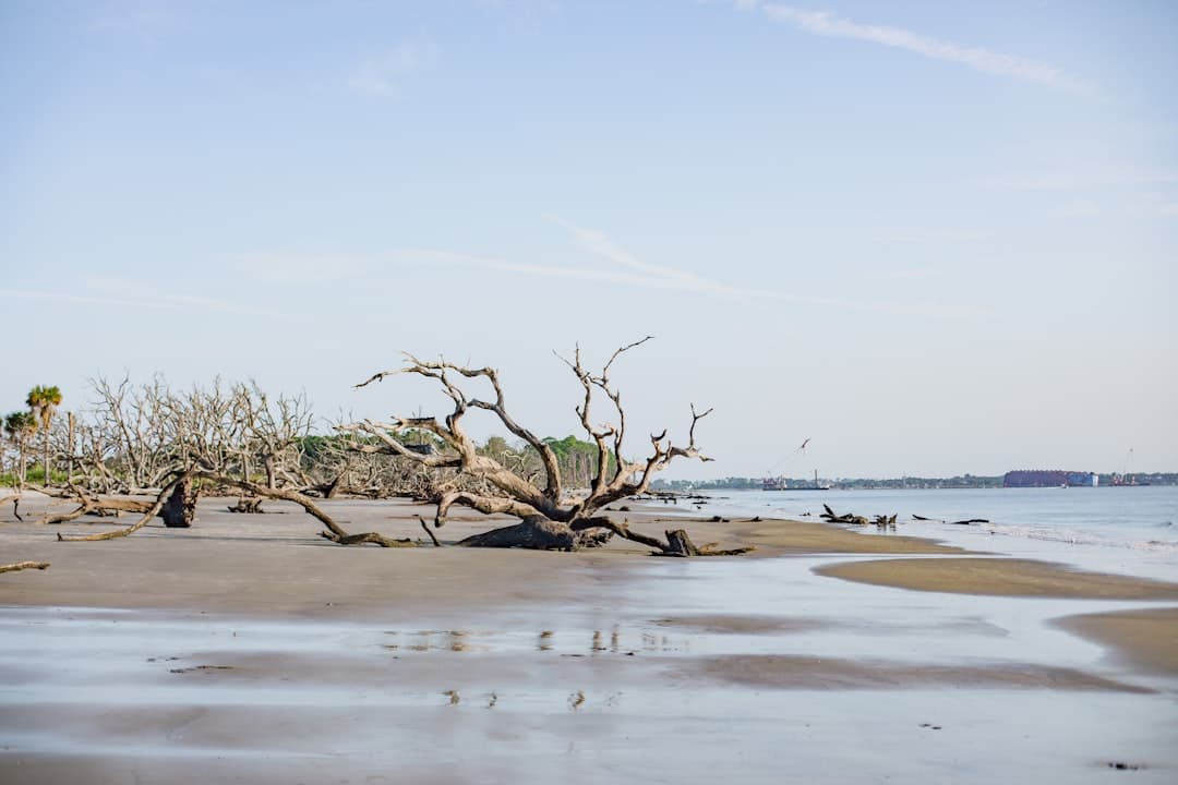 Camping at Jekyll Island, GA: The Complete 2026 Guide