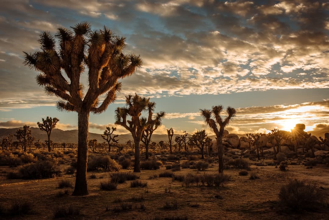 Joshua Tree Camping: The Complete 2026 Guide