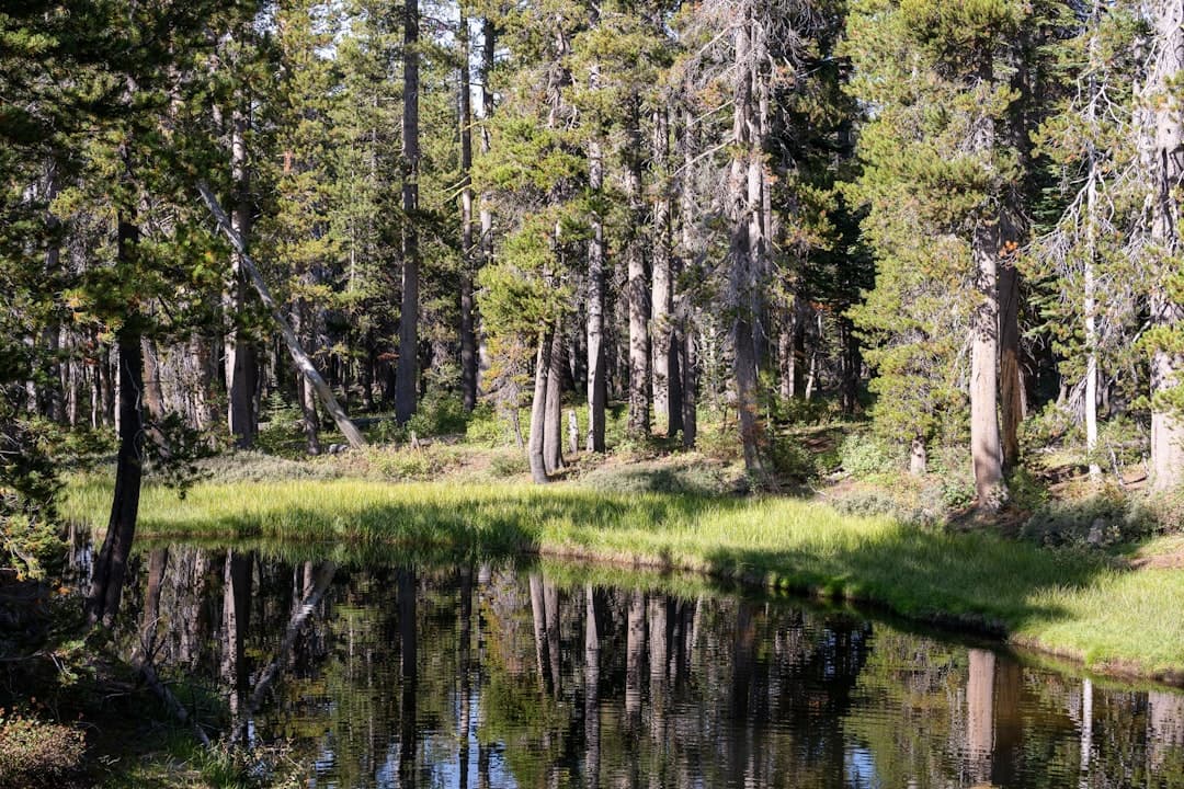 Camping at Pinecrest: The Complete 2026 Guide