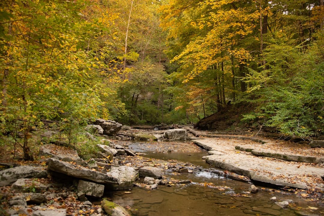Turkey Run State Park Campground: The Complete 2026 Camping Guide