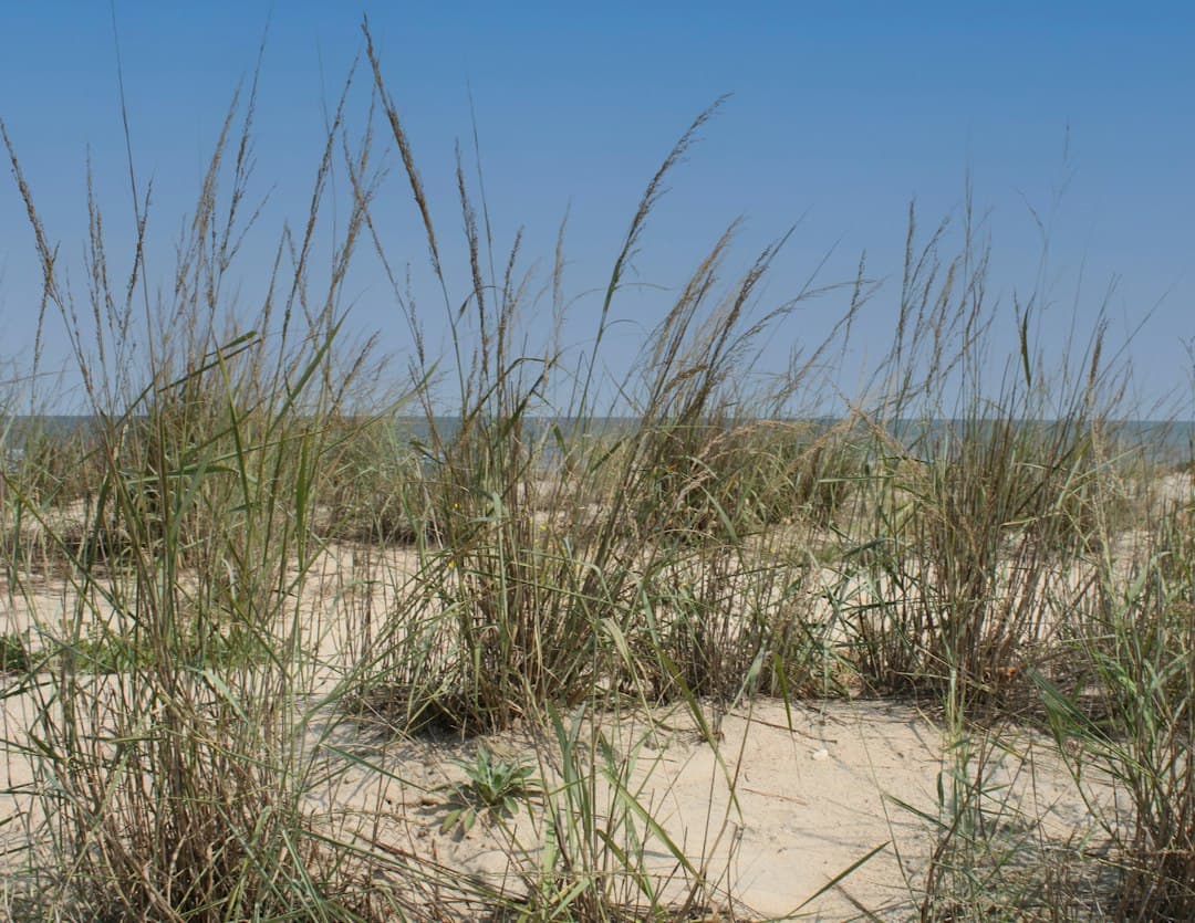 Cape Henlopen State Park Camping in Delaware: The Complete 2026 Guide