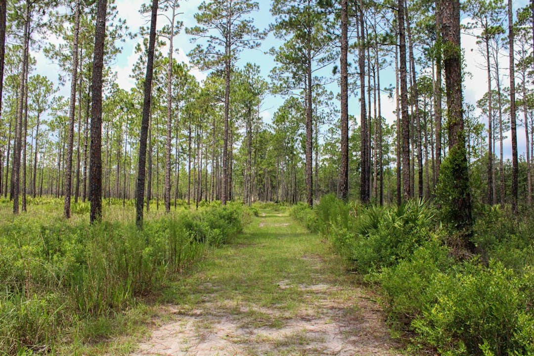 Oscar Scherer State Park Camping: The Complete 2026 Florida Guide
